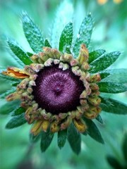 Young flower Rudbeckia yellow in the garden