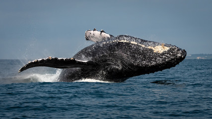 Male Humpback Whale Breaching