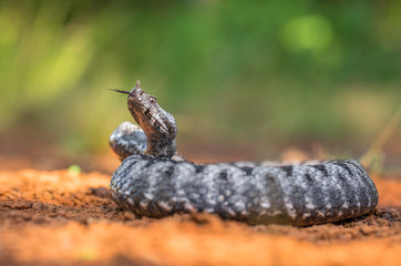Male of Long-nosed viper Vipera ammodytes in Croatia