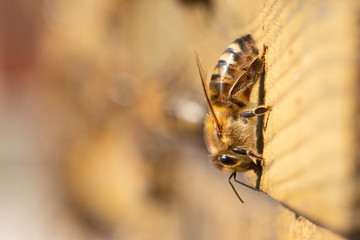 our bees are back and enjoyed the first warm days. they even gathered some pollen