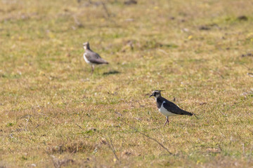 Northern lapwing (Vanellus vanellus).