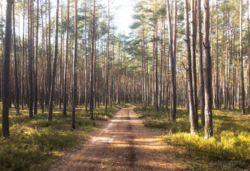 forest