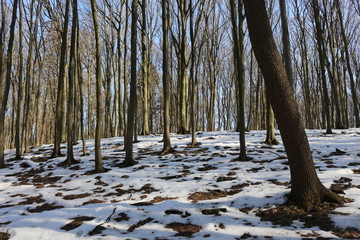  Snow melts in the spring forest