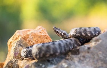 Male of Long-nosed viper Vipera ammodytes in Croatia