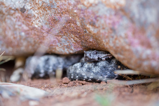 Male of Long-nosed viper Vipera ammodytes in Croatia
