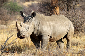 Obraz premium wide mouth rhinoceros (Ceratotherium simum) in the savanna of Namibia - Africa