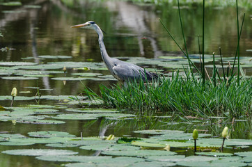 Heron cendre, ardea cinerea