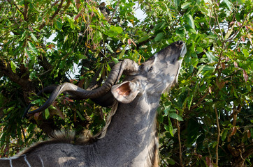 Grand koudou, Tragelaphus strepsiceros, mâle, Parc national Kruger, Afrique du Sud