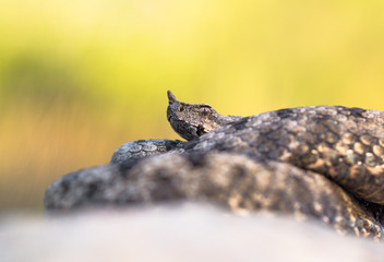 Male of Long-nosed viper Vipera ammodytes in Croatia