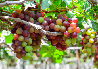 Grapes on the vine at summer day