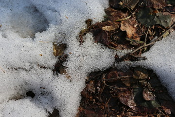 Snow melts on the ground and on last year’s leaves