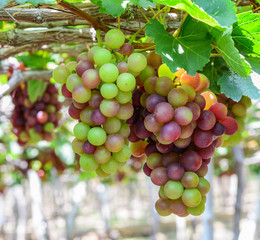 Grapes on the vine at summer day