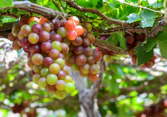 Grapes on the vine at summer day