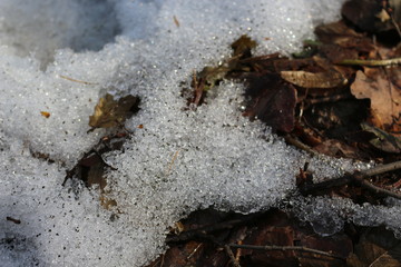 Snow melts on the ground and on last year’s leaves