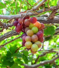 Grapes on the vine at summer day