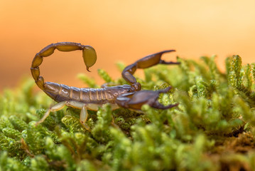 Small harmless Scorpion Euscorpius sp. in Croatia