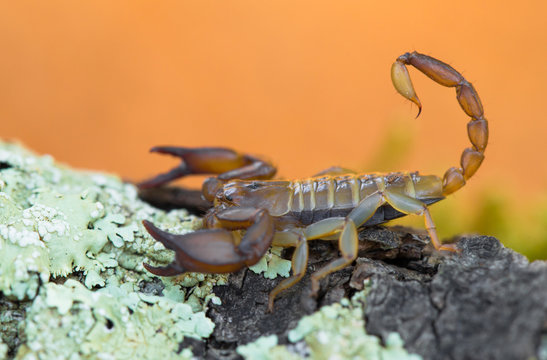 Small harmless Scorpion Euscorpius sp. in Croatia