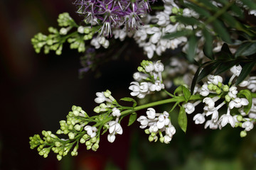 White flowers of Syringa vulgaris is a regular lilac with numerous white, fragrant flowers