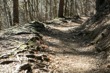 Forest path in the beginnig of the spring on the sunny day