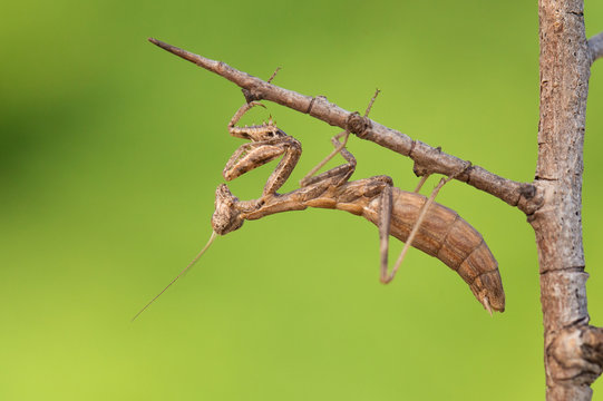 Mantis Ameles decolor, adult female in Croatia
