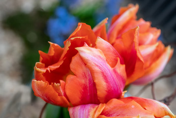 Tulpe 17