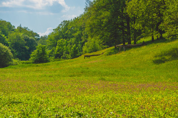 Green summer field near the forest and blue sky with clouds