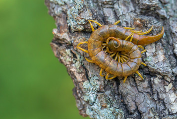 Close up view of the beautiful Megarian centipede Scolopendra cingulata .