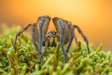 Wolf spider Hogna radiata in Paklenica Croatia