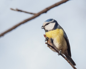 Zwitschernde Blaumeise