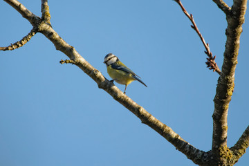 mésange équilibriste 