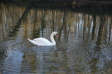 Schwan
