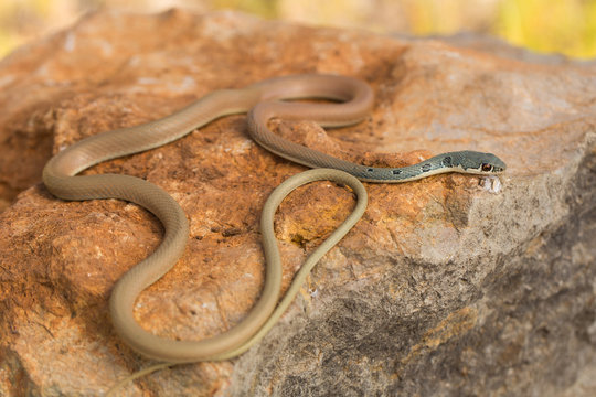 Dahl's whip snake Platyceps najadum in Paklenica Croatia