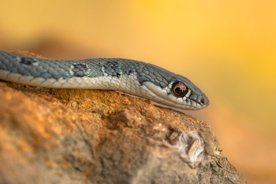 Dahl's whip snake Platyceps najadum in Paklenica Croatia