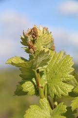 Le bourgeons et son debourrement 