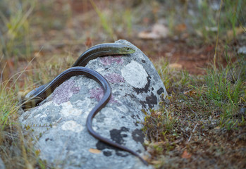 European legless lizard Pseudopus apodus in Paklenica Croatia