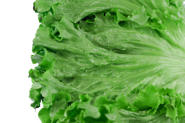 close up on fresh green lettuce leaf texture