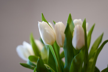 Nahaufnahme von weißen Tulpen für Ostern, Valentinstag vor weißen Hintergrund