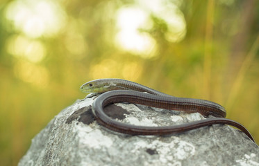 European legless lizard Pseudopus apodus in Paklenica Croatia