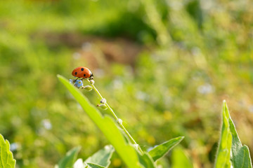 ladybug in yhe garden. Macro photo