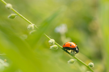 ladybug in yhe garden. Macro photo