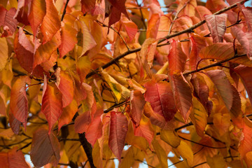 Red autumn leaves