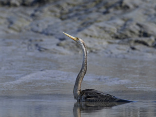 African darter (Anhinga rufa)