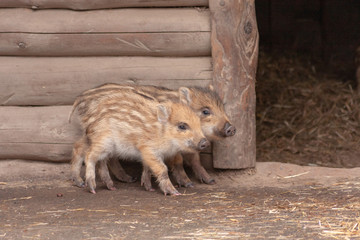 Junge Wildschwein-Frischlinge spielen ausgelassen