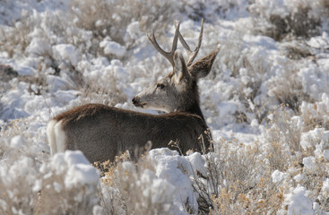 Buck Mule Deer