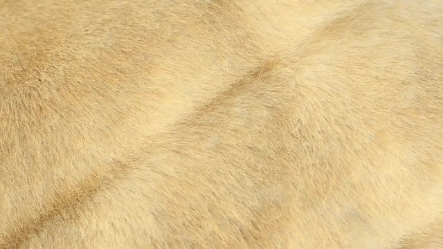 Surface of light beige eco fur coat abstract background footage