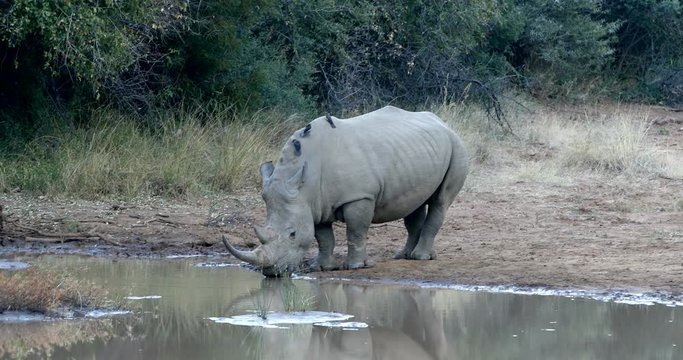 endangered species White rhinoceros on waterhole in Pilanesberg National Park & Game Reserve, South Africa safari wildlife