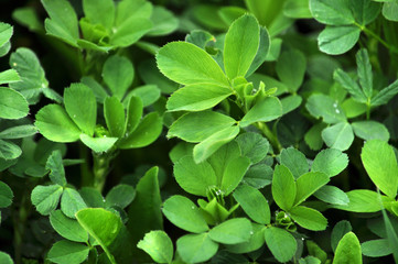 In the field young alfalfa grows