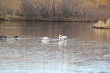 Naklejka na ściany i meble Swans On The Water, Fulton Creek Marshland, Edmonton, Alberta