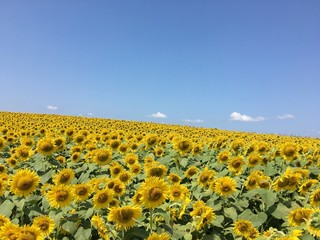Obraz premium Field of sunflowers under a bright blue summer sky