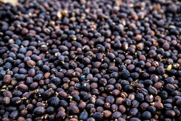 Dried coffee bean